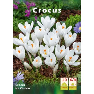 Białe krokusy Ice Queen, idealne do wiosennych ogrodów. Cebulki kwiatowe.