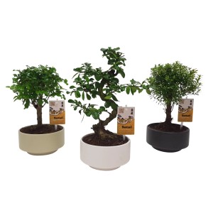 Trzy różne drzewka bonsai w doniczkach w kolorze beżowym, białym i czarnym.