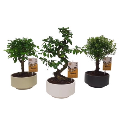 Bonsai domowe drzewko ozdobne - don. 16 cm