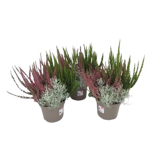 Jesienna mieszanka w doniczce: Calluna, Muehlenbeckia, Calocephalus i Erica na balkon i do ogrodu.