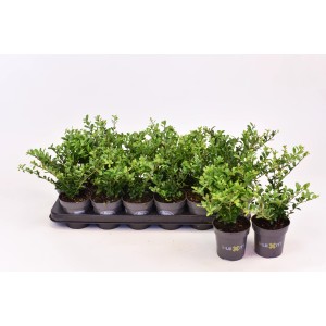 Wiele małych, zielonych roślin t.b.t. Bukszpan w szarych doniczkach na tacy.