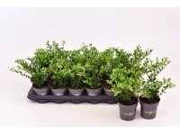 Ostrokrzew bukszpanowy zielony wys. 12 cm