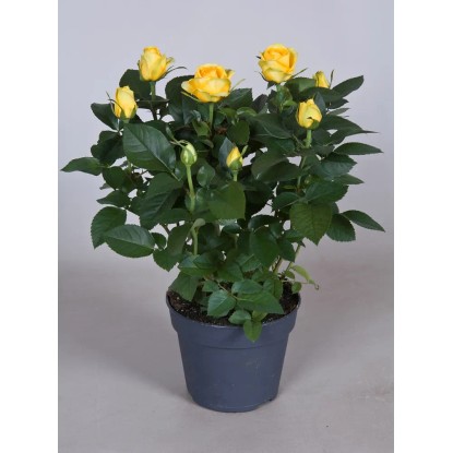 Róża Patio hit żółć 24cm don. 13cm