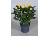 Róża Patio hit żółć 24cm don. 13cm