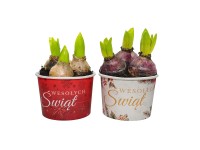 Hiacynty w świątecznej osłonce don. 12 cm