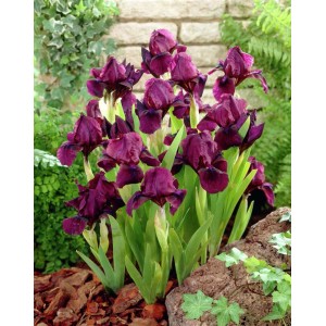 Ciemnofioletowe cebulki kwiatowe t.b.t. na rabacie.