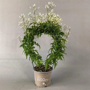 Kwitnące pnącze w doniczce z białymi pąkami kwiatowymi.