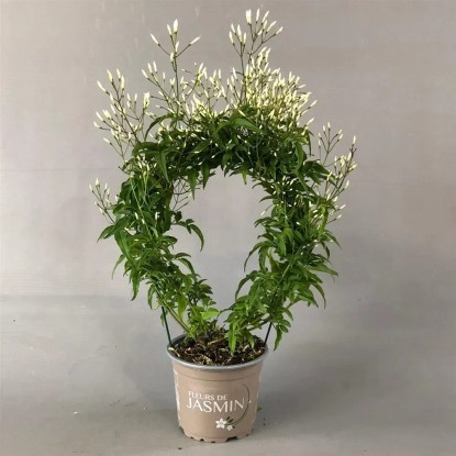 Jasminum Polyanthum 200 kwiatów wys. 40-45cm don. 12cm
