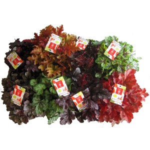 Różnokolorowe Heuchera, byliny cieniolubne.