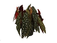 Begonia Maculata wys. 35-40cm