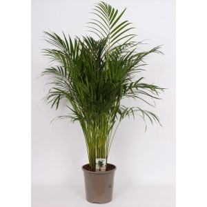 Zielona palma doniczkowa w brązowej doniczce. Dekoracyjna, duża roślina do wnętrz.