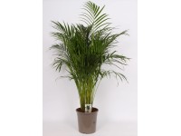 Areca Dypsis Lutescens wys. 120cm