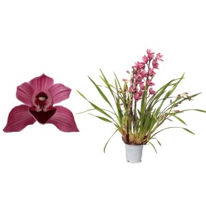 Kwitnąca roślina t.b.t. z różowymi kwiatami w doniczce, zbliżenie pojedynczego kwiatu.