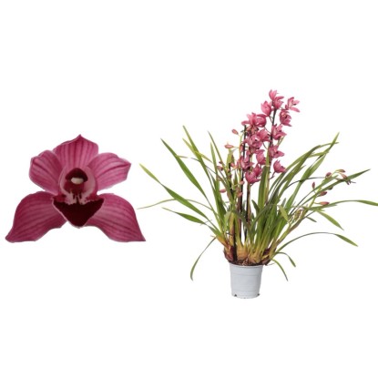 Storczyk Cymbidium 4 pędy mix - don. 12 cm