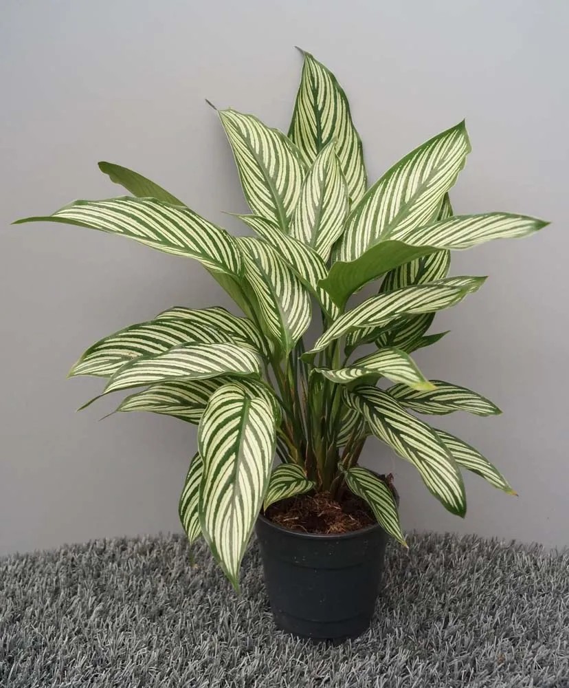 elefantenfuß sehr lange blätter Elefantenfuss | Beaucarnea recurvata main image 1