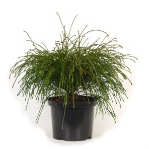 Zielona tuja 't.b.t.' w czarnej doniczce. Ozdobny iglak do ogrodu i na taras.