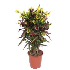 Kroton Mammi (Codiaeum variegatum) wys. 115 cm don. 27 cm