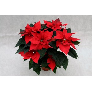 Czerwona gwiazda betlejemska (t.b.t.) w doniczce, świąteczna dekoracja na Boże Narodzenie.