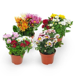 Chryzantema średniokwiatowa (Chrysanthemum) don. 12 cm