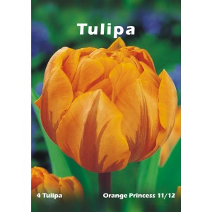 Pomarańczowy tulipan 'Orange Princess' jako cebulka kwiatowa
