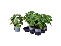 Pilea Moon valley