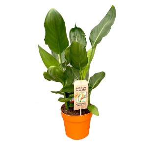 Strelitzia (Rajski ptak) w doniczce, duża roślina doniczkowa z zielonymi liśćmi.