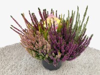 Wrzos (Calluna High Five Beauty Lady) don. 17 cm