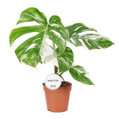 Monstera Deliciosa Variegata don. 15 cm