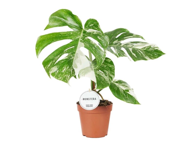 philodendron el choco red xxl Philodendron El Choco Red | Philodendron rubrijuvenile