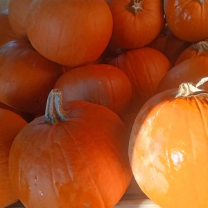 Pomarańczowe dynie jako dekoracja ogrodowa, różne rozmiary.