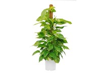 Epipremnum złociste (Epipremnum Pinnatum) - don. 20 cm