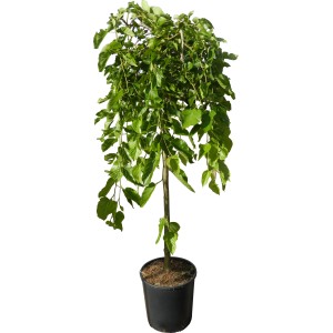 Morwa Pendula w doniczce, wys. ok. 100 cm, z przewieszającymi się gałęziami i zielonymi liśćmi.