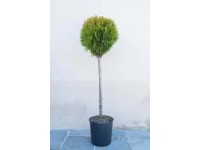 Biota wschodnia (Aurea Nana) - don. 18 l