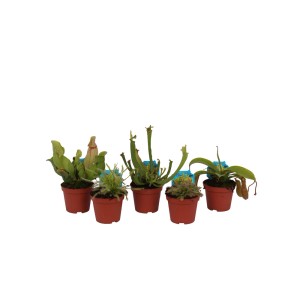 Różne rośliny mięsożerne w doniczkach, idealne do Oplątwy i Bromeli.