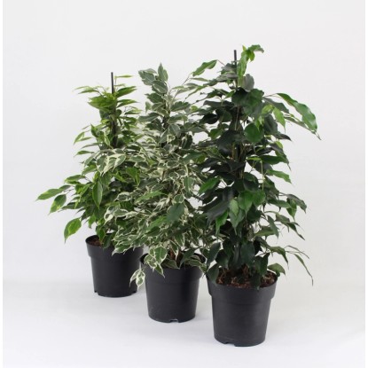 Figowiec benjamiński Exotica (Ficus benjamina) - don. 17 cm
