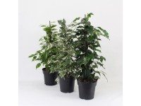 Figowiec benjamiński Exotica (Ficus benjamina) - don. 17 cm