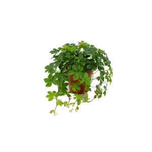 Zielone winobluszcz pięciolistkowy (t.b.t.) w doniczce. Dekoracyjna roślina doniczkowa do domu i ogrodu.