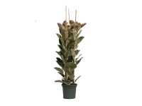 Fikus (Ficus elastica Tineke) - wys. 200 cm, don. 40 cm