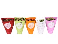 Kalanchoe Calandiva mix wys. 15cm don. 10,5cm