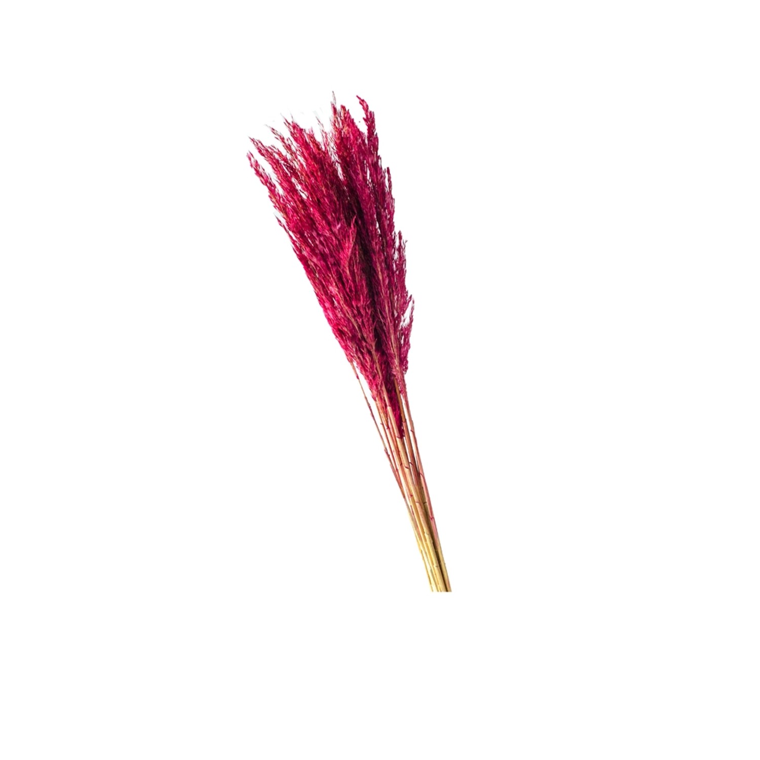 Trawa Plume 80-90cm 12-14szt burgundowa  70g
