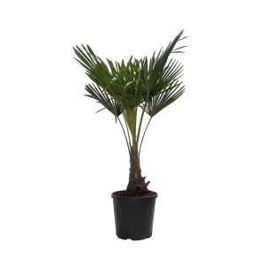 Duża, zielona roślina t.b.t. w czarnej doniczce do użytku wewnętrznego.