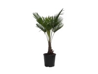 Szorstkowiec (Trachycarpus Fort.) na pniu - wys. około 125 cm, don. 30 cm