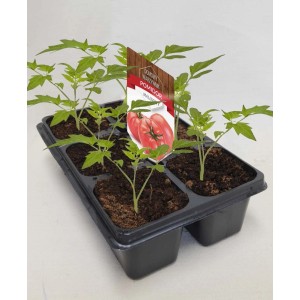 Młode rośliny t.b.t. w doniczce rozsadowej, gotowe do sadzenia.