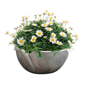 Brązowa doniczka terakotowa w kształcie tulipana (Ø 33,5 cm) z margaretkami.