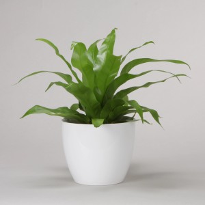 Scheurich Osłonka 920 Ø 14 cm Alaska, biała, z zieloną rośliną.