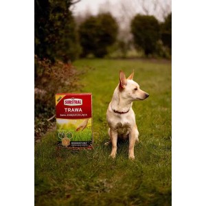 Opakowanie nasion trawy Substral obok psa na trawniku.