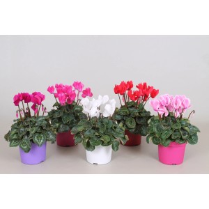 Różnokolorowe fiołki alpejskie (Fiołek alpejski) w doniczkach.