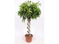 Fikus (Ficus) exotica cilindre - wys. ok. 175 cm, don. 32 cm
