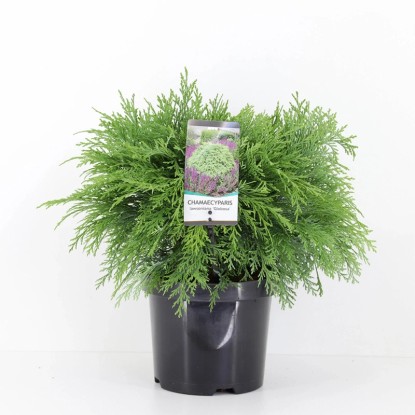 Cyprysik Chamaecyparis law, Globosa 19cm