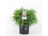 Cyprysik Chamaecyparis law, Globosa 19cm